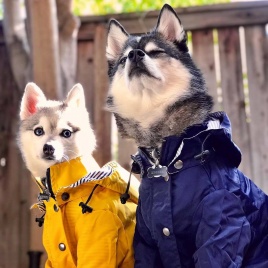 Дождевик для домашних животных Ветрозащитный и непромокаемый желтая куртка с капюшоном для щенков Многоразмерный Подходит для одежды больших, средних и маленьких собак